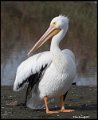 _7SB6367 american white pelican
